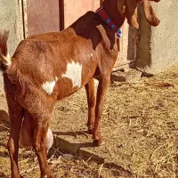 7 بزغاله پاکستانی بزرگ نژاد شیرا دوقلو زا|حیوانات مزرعه|مشهد, هفده شهریور|دیوار