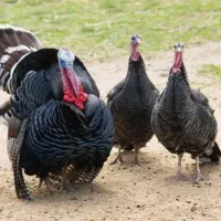 ۵ عدد بقلمو گمشده