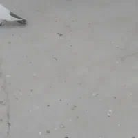 کراواتی سیاه جوجه نرصیدحریف نزدیک ۲۵۰