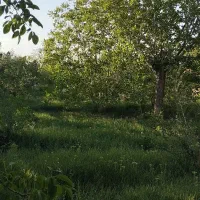 فروش باغ