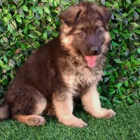 توله ژرمن شولاین موکلاسیک|سگ|تهران, توحید|دیوار