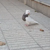 یک جفت طوقی درمبارکه.|پرنده|مبارکه, |دیوار