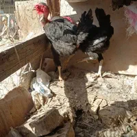 مرغ محلی عربی