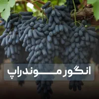 خرید نهال انگور اصلاح شده جهت باغ های تجاری