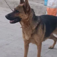 سگ ژرمن شپرد