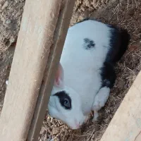 خرگوش|موش و خرگوش|زابل, |دیوار