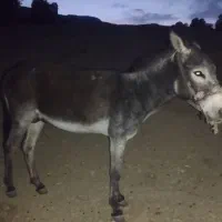 الاغ رمه