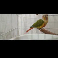 جفت گیرینچیک آناناسی|پرنده|خورموج, |دیوار