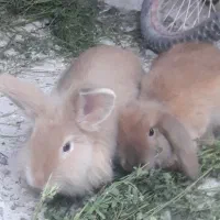 دو عدد خرگوش لوپ|موش و خرگوش|شوشتر, |دیوار