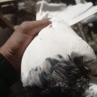 طوق سور|پرنده|بم, |دیوار