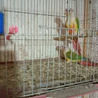 طوطی کرینچیک