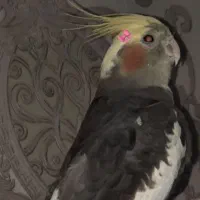 عروس هلندی نر