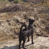 سگ سرابی شش ماهه