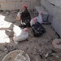 تخم‌نطفه‌دار،جاپنیز.کوشین.مینیاتوری‌،گلین|حیوانات مزرعه|نجف‌آباد, گلدشت|دیوار