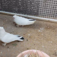 فروش کبوتر لیلکی در حد چغادک