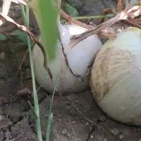 فروش بذر پیاز روز کوتاه  درجه یک|خدمات باغبانی و درختکاری|شیراز, شهرک گلها|دیوار