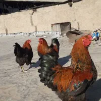 خروس برهما رومانی