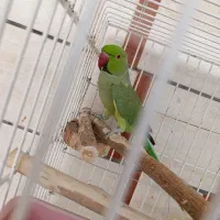 طوطی ملنگو نر جوان