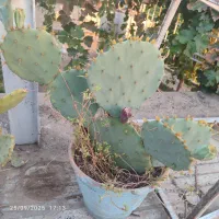 قلمه گل کاکتوس|گل و گیاه طبیعی|سبزوار, هویزه|دیوار