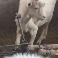 نربز سانن 9 ماهه|حیوانات مزرعه|بردسیر, |دیوار