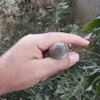 سهره دورگ|پرنده|ارسنجان, |دیوار