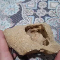 فسیل