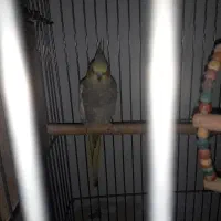 عروس هلندی ۱ ساله