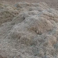 کاه ماش بهترین کاه