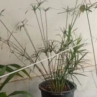 گل نخل مرداب وپتوس|گل و گیاه طبیعی|سبزوار, جوادیه غربی|دیوار