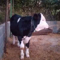 گاو و گوساله|حیوانات مزرعه|طالقان, |دیوار