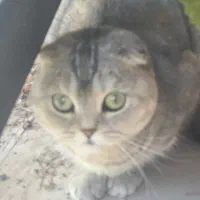 گربه گمشده در محدوده خیابان عطار و جلال ال احمد