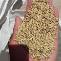 جو ۶شش پر وگندم