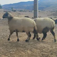 سه میش درجه یک