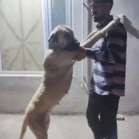 واگذاری سرابی خالص سرابی پژدردوبرمن خونگی|سگ|کرمانشاه, |دیوار