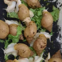 حلزون آچاتینا