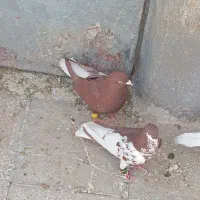 ماده چپ ارج دار