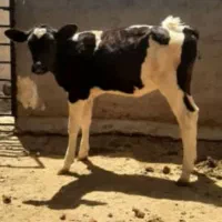 فروش گاو گوساله ۵ ماهه قیمت ۱۰۰ میلیون