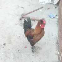 حیوانات