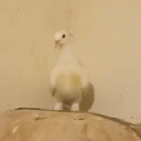 کبوتر پروازی است|پرنده|ویلکیج, |دیوار