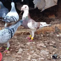 ابلغ سرخ پلاکی‌ذات دار کبوتر