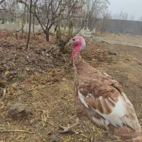 بوقلمون بربن نر و ماده بالغ