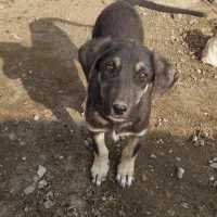 توله سگ عراقی|سگ|میاندوآب, |دیوار