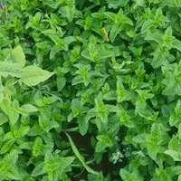 فروش سبزی  خورشتی. نعناع وریان حانه|خوردنی و آشامیدنی|اسلام‌‌آباد غرب, |دیوار