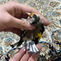 سهره چهارگل خط سهره داغسر چهار دم سفید