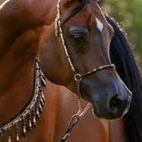 اسب عرب مصری