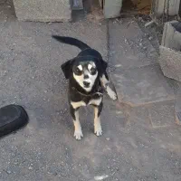 سگ پا کوتاه|سگ|کرمان, |دیوار