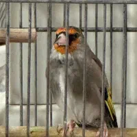 سهره دورگ زاغ طوقدار گل دو طرف قفل|پرنده|پاکدشت, حصار امیر|دیوار