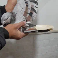 ساده هفت رنگ|پرنده|مشهد, کوشش|دیوار