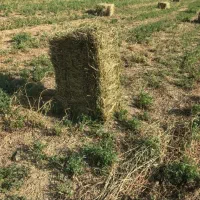 فروش یونجه سبز انباری