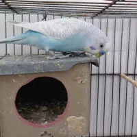 ۲ جفت مرغ عشق